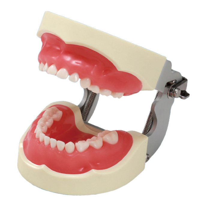 TYPODONTO PEDIATRICO CON ENCIA ROSA CON ARTICULADOR FEM CON GANCHO DE 24 PIEZAS NISSIN REF. 345108