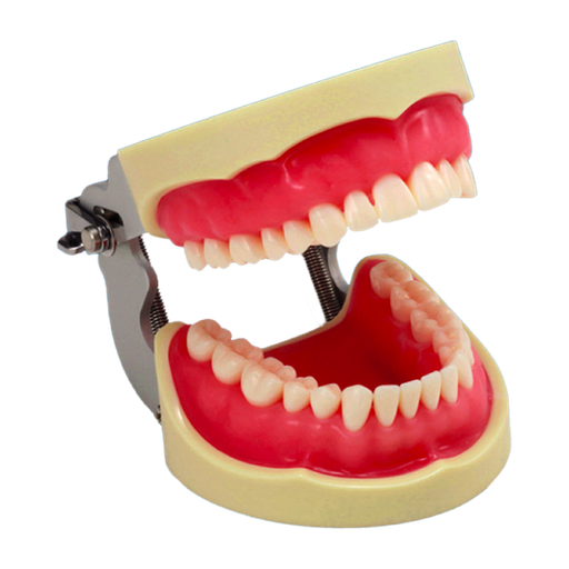 [49618] TYPODONTO DENTAL CON ENCIA ROSA URETANO CON ARTICULADOR FEM INMANTADO DE 32 PIEZAS NISSIN REF 341651 / 390133